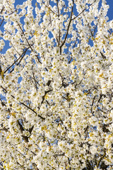 Blooming cherry tree branches reaching for the blue sky in Budina, Slovakia