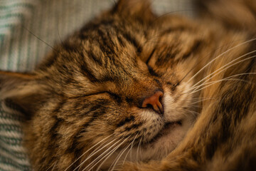 A relaxed tabby cat sleeps peacefully, its eyes closed and whiskers visible in a cozy indoor...