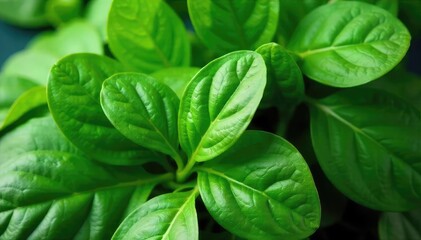 Fresh, vibrant spinach leaves, lush green and ready to eat Perfect for salads, smoothies, or side dishes Close-up shot highlighting texture and color , green, leafy greens
