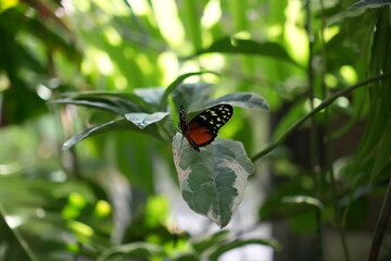 Black and orange butterfly on green leaf in tropical jungle