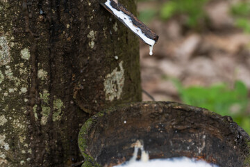 Rubber plantation after harvest in southern Thailand.Milky latex extracted from rubber trees.Hevea...