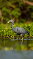 Fototapeta premium A grey heron wading in shallow water