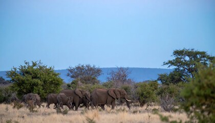 Fototapeta premium Herd of elephants moving through savanna grassland.