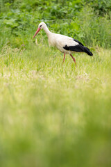 White stork walking on green grass in Poland
