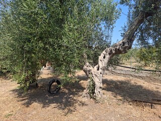 Eco farm in Apulia, Italy, 17 of August, 2025.