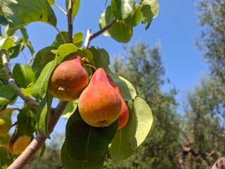 Eco farm in Apulia, Italy, 17 of August, 2025.