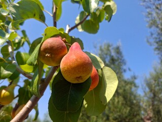Eco farm in Apulia, Italy, 17 of August, 2025.
