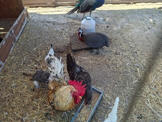 Eco farm in Apulia, Italy, 17 of August, 2025.