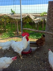 Eco farm in Apulia, Italy, 17 of August, 2025.