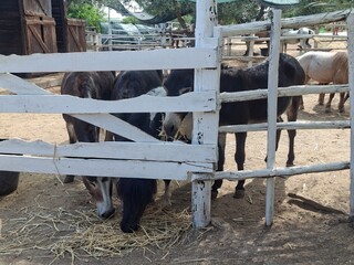horse in a farm