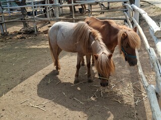 horse in a farm