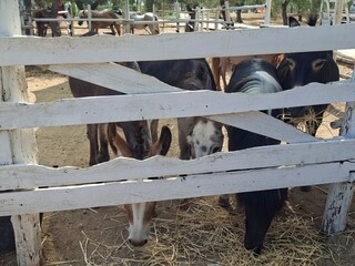 horse in a farm