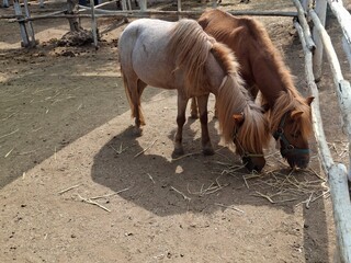 horse in a farm