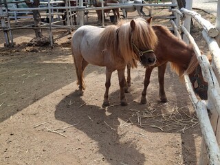 horse in a farm