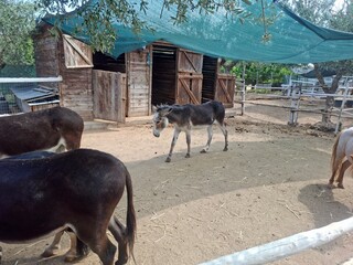 horse in a farm