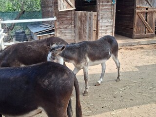 horse in a farm