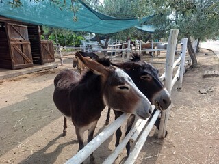 horse in a farm