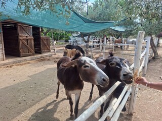 horse in a farm