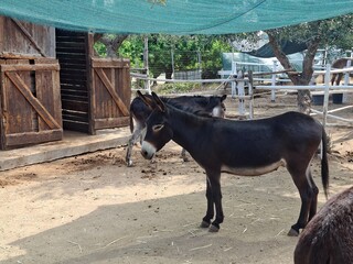horse in a farm
