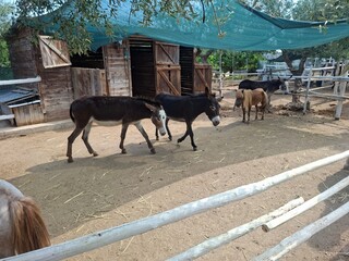 horse in a farm