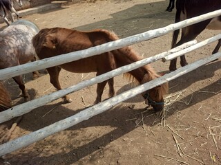 horse in a farm