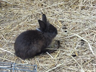 rabbit in the grass