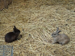 rabbits in the garden
