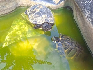 turtle in the pond