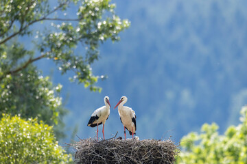 Couple of white storks standing in their nest in Komancza, Poland