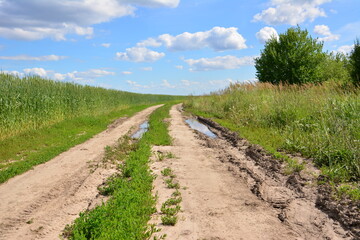 Dirt Road with puddles through a Green Field on a Sunny Day with fluffy clouds