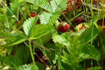 Close-up of ripe wild strawberries in lush green foliage