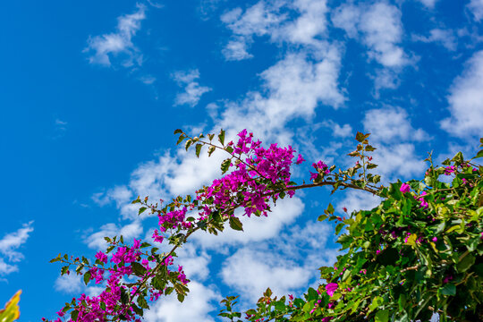 buganville com flores roxa