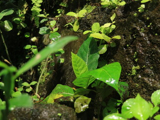 plants growing on old walls