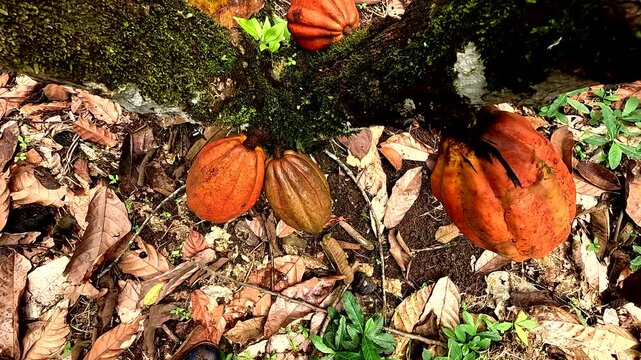 Top down view showing yellow cacoa pods or fruits growing on a cacao tree, most likely nacional breed - natural tropical food background
