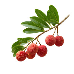 A branch of ripe lychees isolated on a transparent background, vibrant red fruits with glossy green leaves, evokes a tropical and refreshing vibe