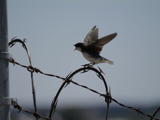 Swallow on Barbed Wire
