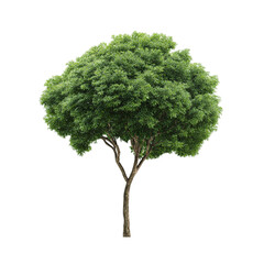Lush green tree isolated on a transparent background, showcasing vibrant foliage and natural beauty, perfect for environmental and botanical themes