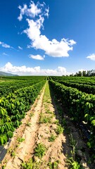 A path through a vibrant coffee plantation