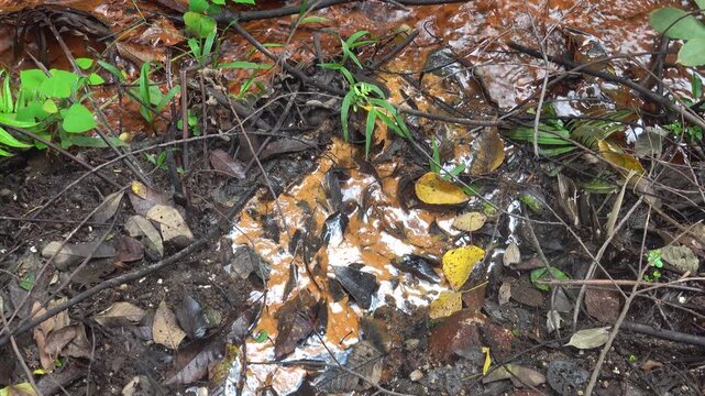 A mineral stream on the slope of the volcano with an abundance of iron oxide (iron deposits). The plants are covered with colored salt. Sulawesi Island. Indonesia