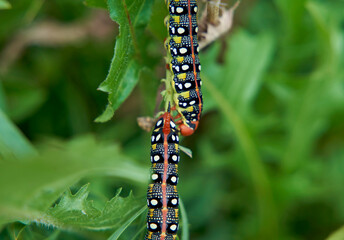 Two vibrant caterpillars of the spurge hawk-moth are crawling on a green plant, showcasing their striking colors and intricate patterns. The image highlights the beauty of the insect world and the det