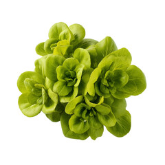 Fresh green lettuce isolated on a transparent background, vibrant and crisp leaves ideal for salads, symbolizing health and freshness in culinary contexts