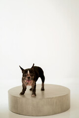 bulldog standing on round stage isolated on white background 1