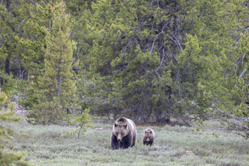 Sow and Cub Grizzly Bear in Grand Teton National Park Wyoming in Springtime