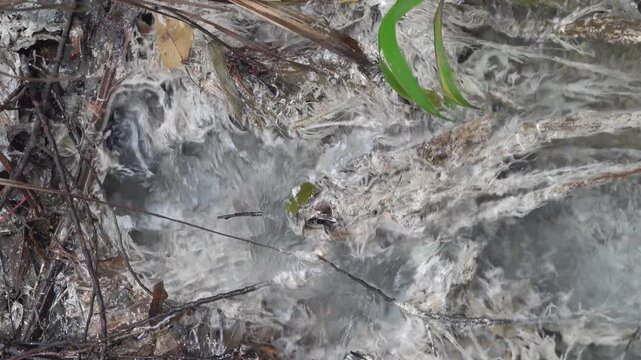 A mineral stream on slope of volcano with abundance of calcium-containing salt, gypsum-like sediment. The plants are covered with white salt. Sulawesi Island. Indonesia