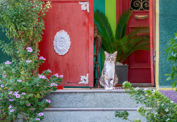 An adorable doorman cat sitting on a step in an open door of a beautiful and colorful house entrance with flowering plants, Dodecanese, Greece