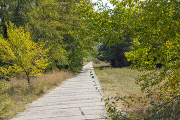 Empty walking path through autumn deciduous forest. Road inside trees with yellow leaf in woodland....