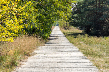 Empty walking path through autumn deciduous forest. Road inside trees with yellow leaf in woodland. Treelined footpath way forward through autumn foliage color. Atmospheric mood of idyllic fall.