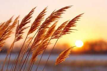 Golden reeds swaying gently under a vibrant sunset sky.