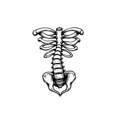 Anatomical Sketch of Human Torso Skeleton with Ribcage, Spine, and Pelvis, a Detailed Depiction