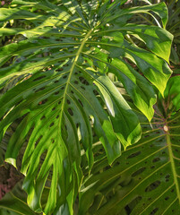 Rainforest View of Monstera Leaves in Afternoon Sunlight.